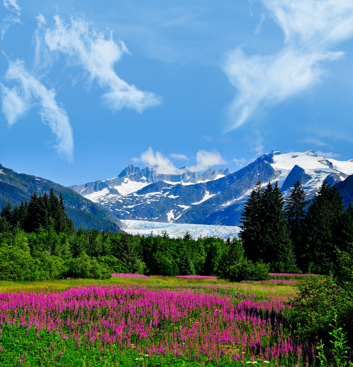 Mountain and glacier landscape near Juneau, Alaska with bright summer wildflowers in the foreground