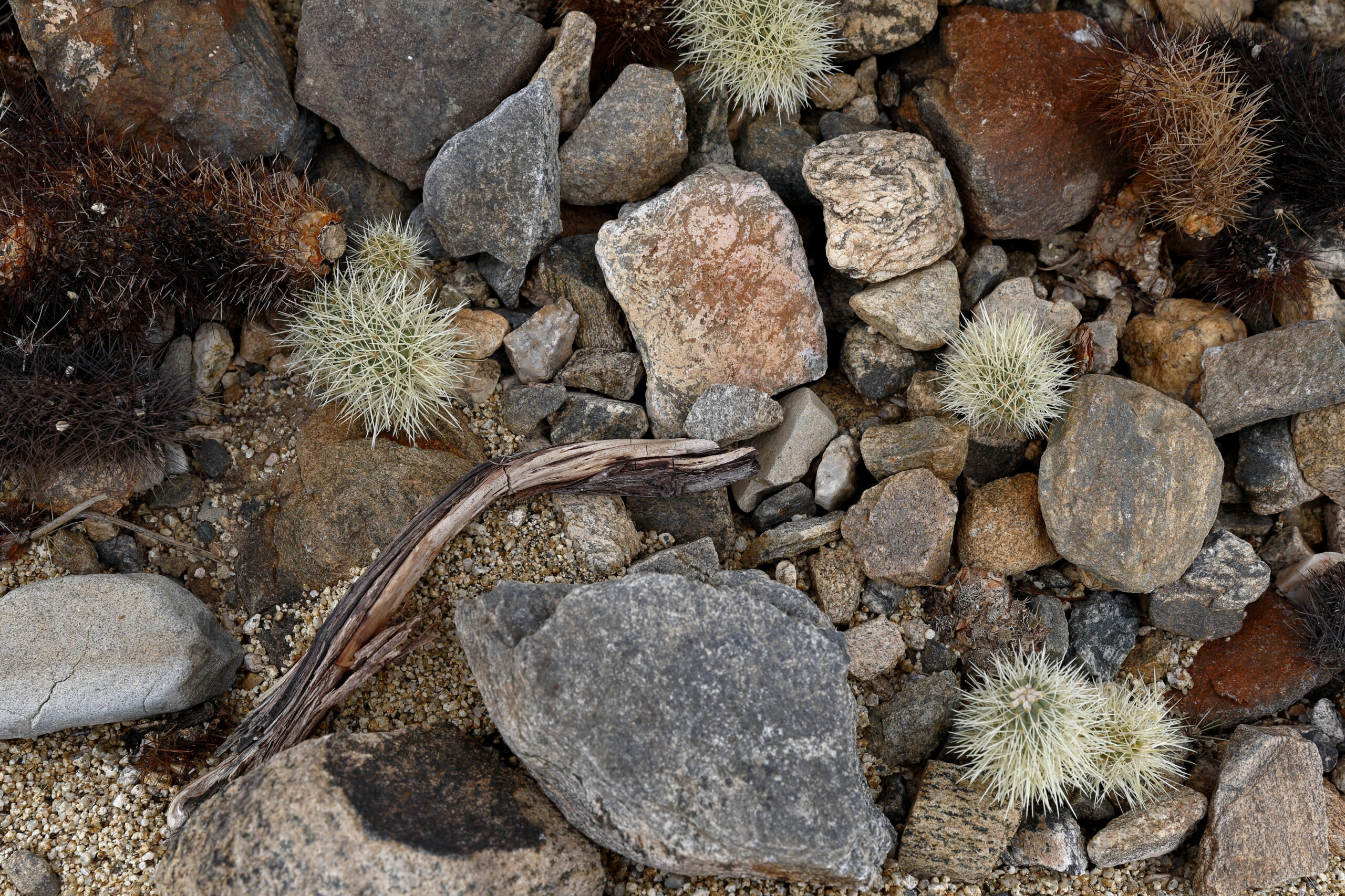 Rocky desert landscape and vegetation in Joshua Tree National Park, California