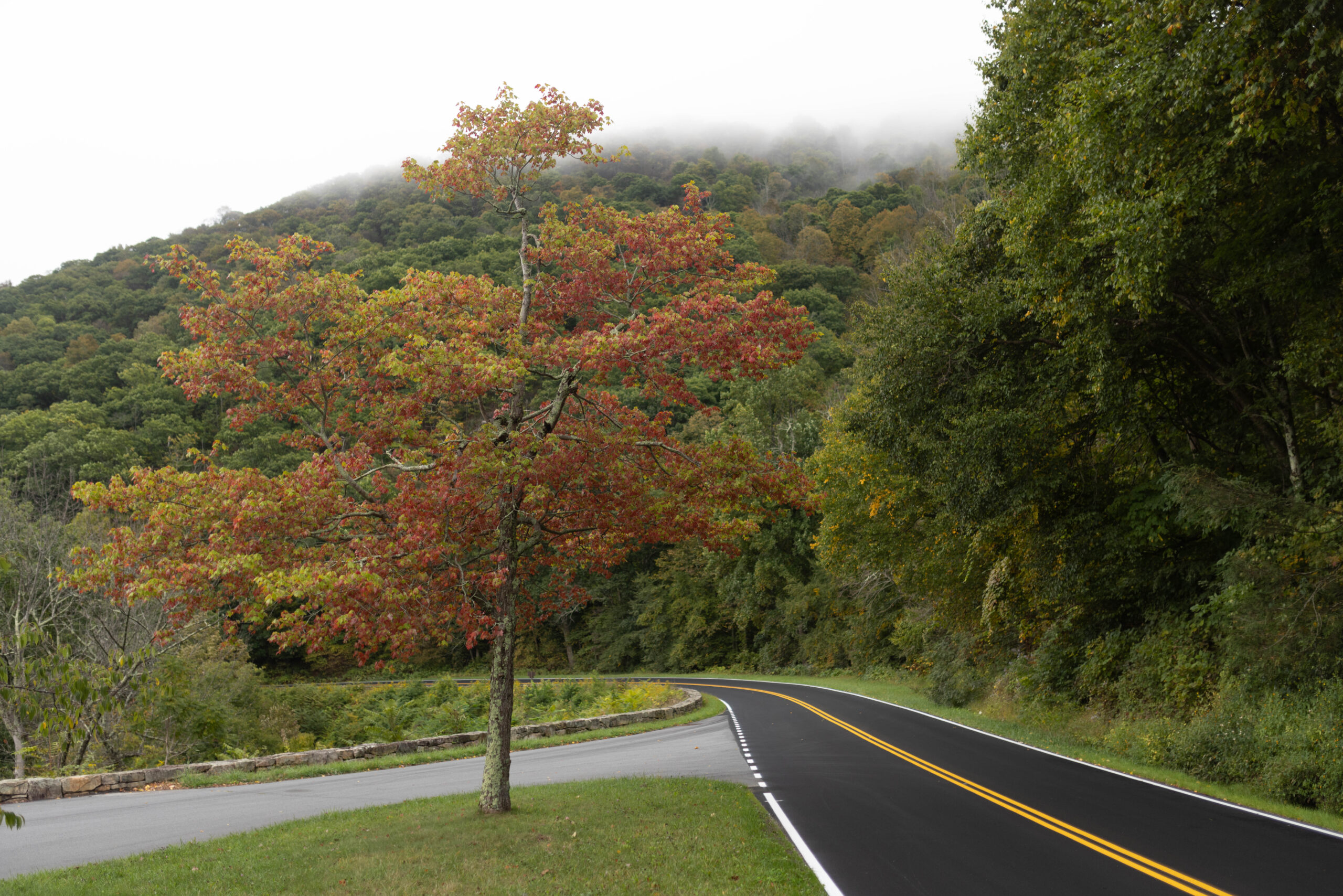 Curving Skyline Drive beside a red-orange autumn tree and misty forested slopes.